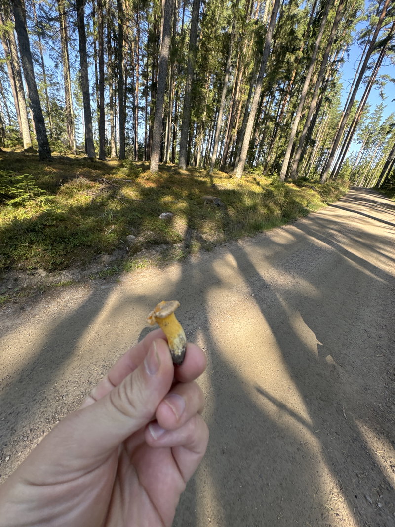Inläggsbild