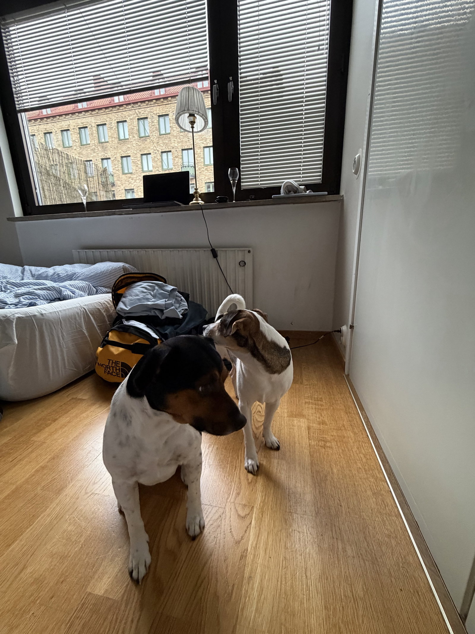 Dags för Slottsskogen tycker hundarna 😊