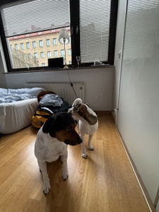 Dags för Slottsskogen tycker hundarna 😊