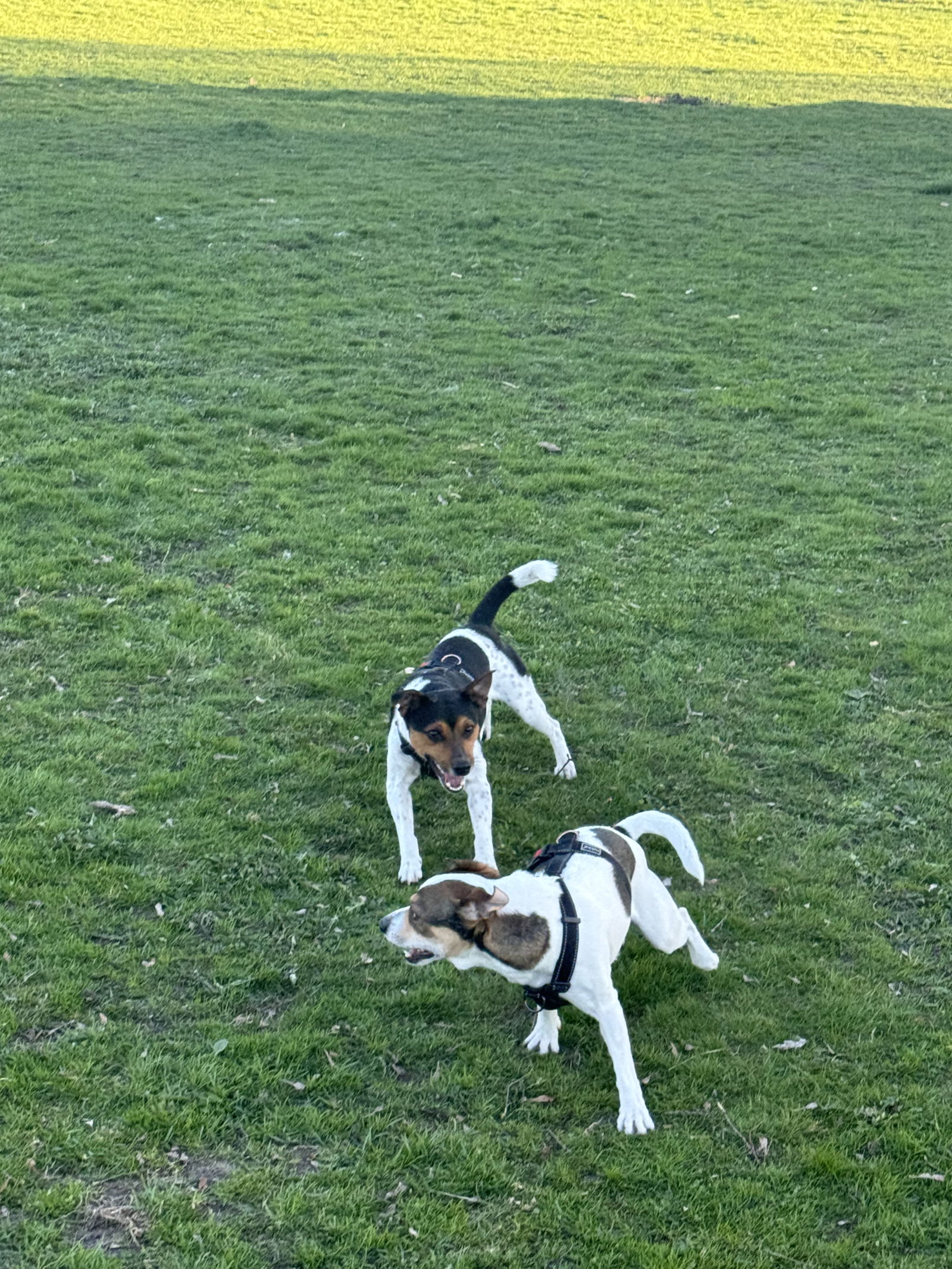🐕🐕