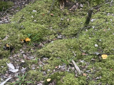 Ytterligare bilder