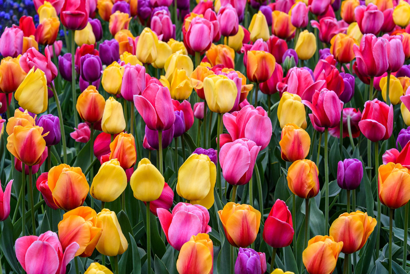 Bild för 🌷 Tulpanens dag