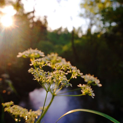 Natanael  Gustafsson 