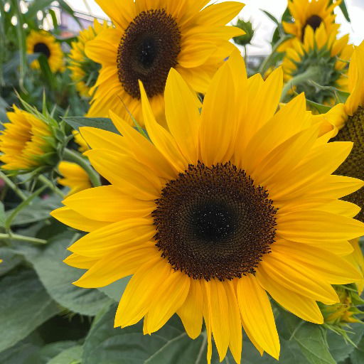 Ellen Mansten Bruchfeld